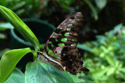 Key West Butterfly Conservatory