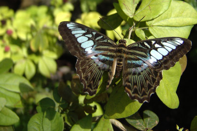 Key West Butterfly Conservatory