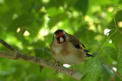 Bird in Key West