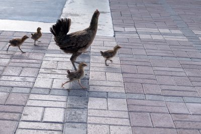 Chicks, Key West