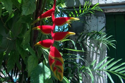 Lobster Claw, Key West