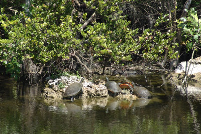 Turtles in the Everglades