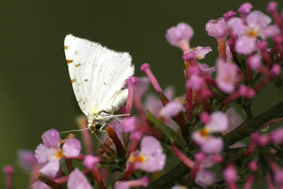 Tiny Butterfly in Bush