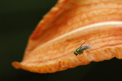 Tiny fly on lily