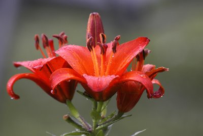 Tiger Lilies after the storm
