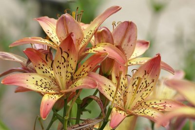 Bunch of Tiger Lilies