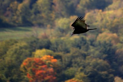 Turkey Buzzard