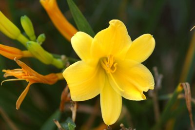 October Day Lily