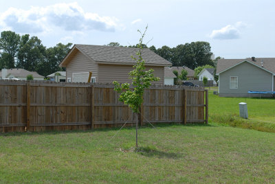 maple tree 3 june 07.jpg