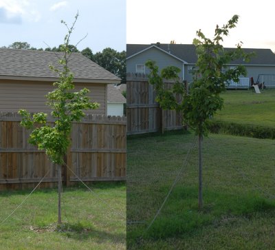 before and after.jpg