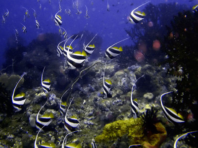 Bannerfish Shoal