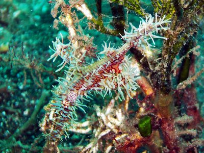 Ghost Pipefish