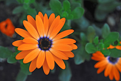 orange flower.jpg
