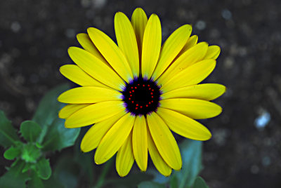 flower3_edited-1.jpg