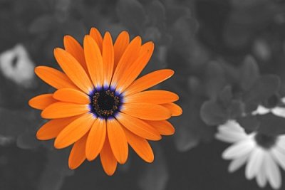Orange flower on BW.jpg