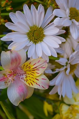 Flowers.jpg
