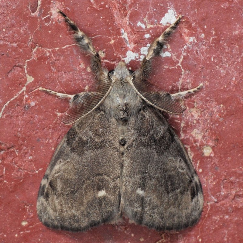 8316    White-marked Tussock - Orgyia leucostigma