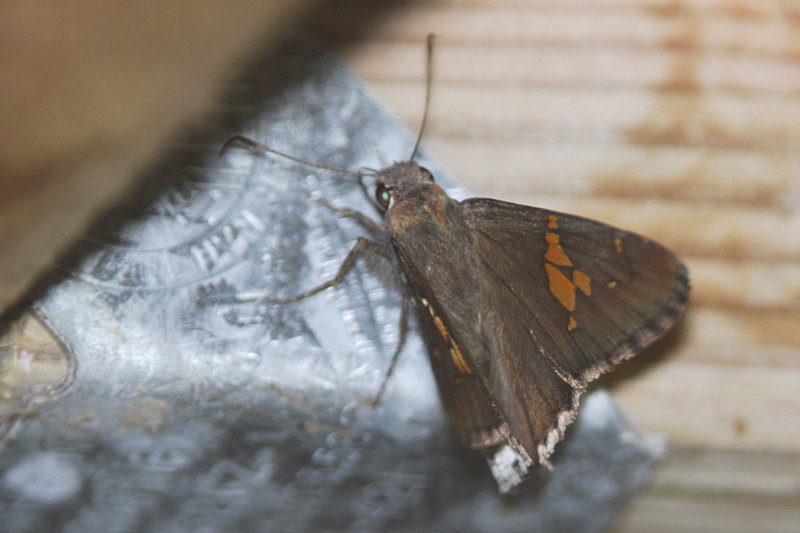 Hoary Edge Skipper Butterfly