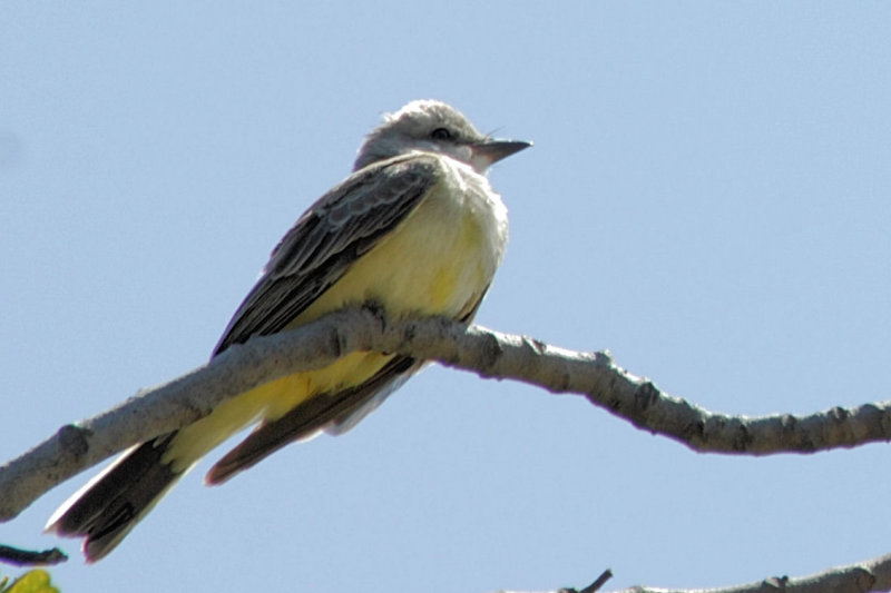 Western Kingbird