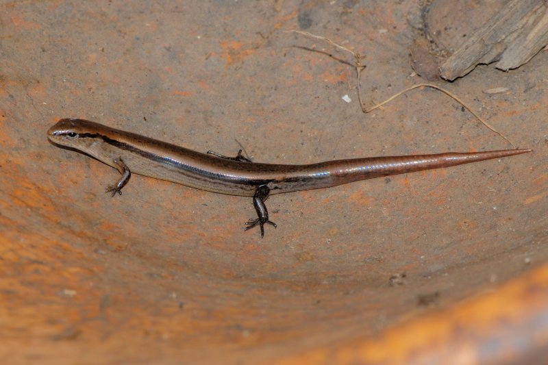 Ground (Little Brown) Skink