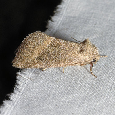 9748 Frothy Moth - Plagiomimicus spumosum