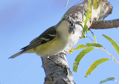 Blue-headed Vireo