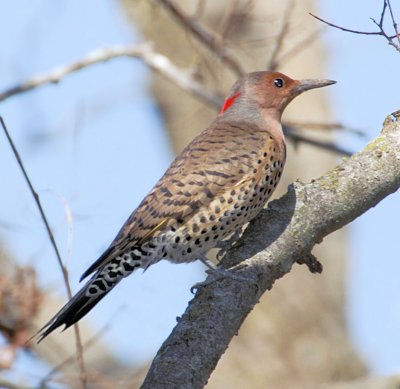 Northern Flicker (Yellow-shafted) female