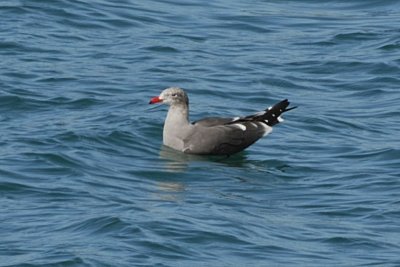 Heerman's Gull