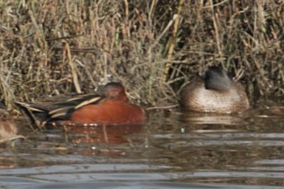 Cinnamon Teal