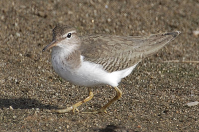 Spotted Sandpiper