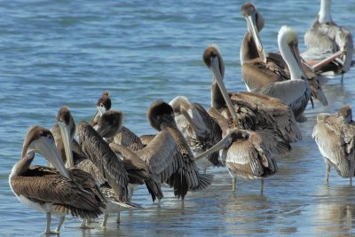 Pacific Brown Pelicans