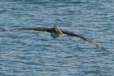 Pacific Brown Pelican