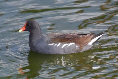 Common Moorhen