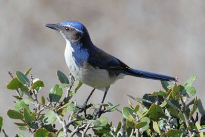 California Scrub Jay