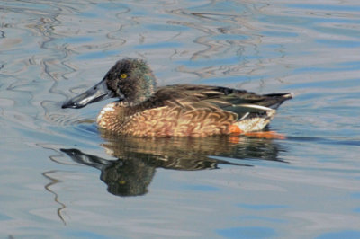 Northern Shoveler