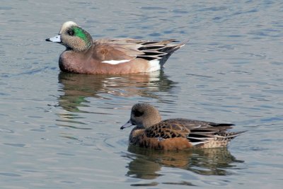 American Wigeons 2