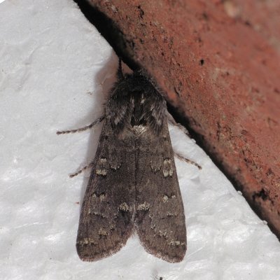 10014 Roland's Sallow - Psaphida rolandi