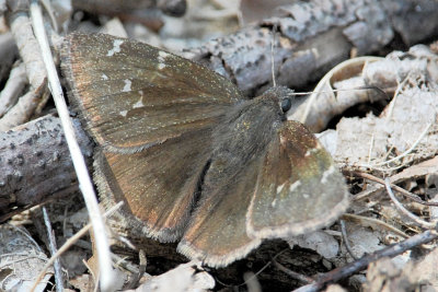 Southern Cloudywing Skipper ??