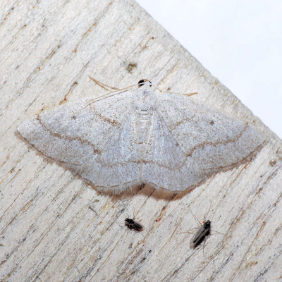 6668 Gray Spring Moth - Lomographa glomeraria