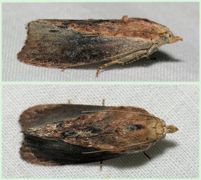 5622 Greater Wax Moth - Galleria mellonella