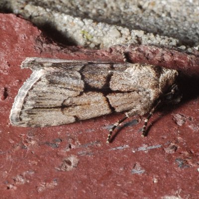 10065 Broad-lined Sallow - Sympistis infixa