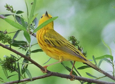 Yellow Warbler male