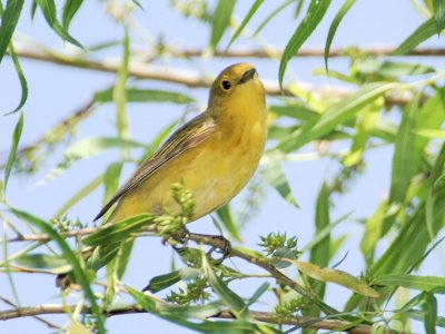 Yellow Warbler