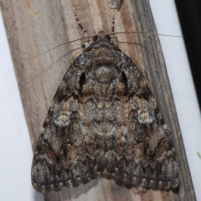 8801 Ilia Underwing - Catocala ilia