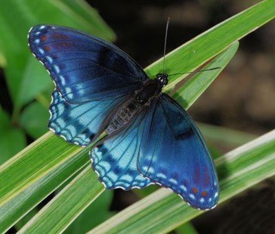 Astyanax Red-spotted Purple