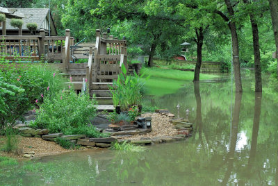 Neighbor's Koi Pond Near Flood Peak