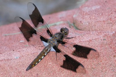 Common Whitetail Dragonfly young male