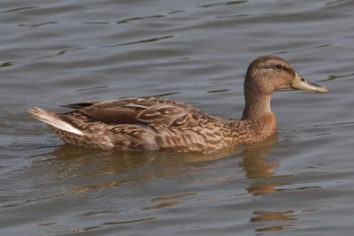 Mallard female