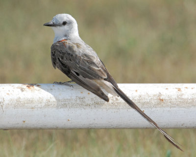 Scissor-tailed Flycatcher