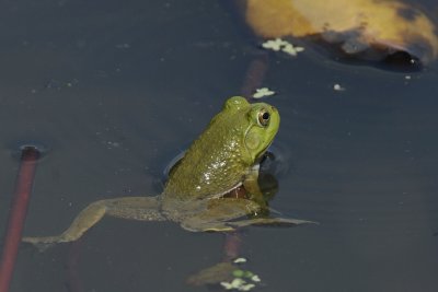 Small Bullfrog